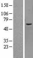 ls055693 kdm4d human over expression lysates nm 018039 wb testing 1