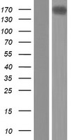FLJ10357 (ARHGEF40) Human Over-expression Lysates NM_018071