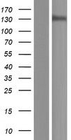 POLR3B Human Over-expression Lysates NM_018082