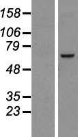 ls055706 ndc1 human over expression lysates nm 018087 wb testing 1