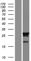 ls055707 necap2 human over expression lysates nm 001145278 wb testing 2