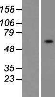 ls055711 far2 human over expression lysates nm 018099 wb testing 1