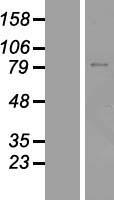 ls055713 znf334 human over expression lysates nm 018102 wb testing 1