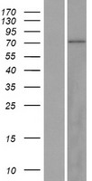 ls055713 znf334 human over expression lysates nm 199441 wb testing 2