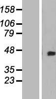 ls055715 dok4 human over expression lysates nm 018110 wb testing 1