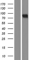 POLR3E Human Over-expression Lysates NM_018119