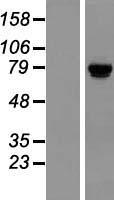 TSR1 Human Over-expression Lysates NM_018128