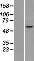 IQCC Human Over-expression Lysates NM_018134