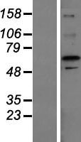 ls055734 zfp64 human over expression lysates nm 199427 wb testing 1