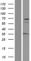 DNAJC11 Human Over-expression Lysates NM_018198