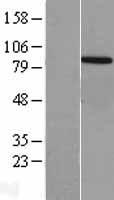 VPS35 Human Over-expression Lysates NM_018206