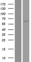 C20orf31 (EDEM2) Human Over-expression Lysates NM_001145025