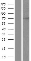 ls055743 chfr human over expression lysates nm 018223 wb testing 3
