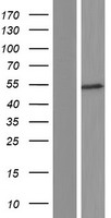 CNDP2 Human Over-expression Lysates NM_001168499