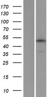 TMEM184C Human Over-expression Lysates NM_018241