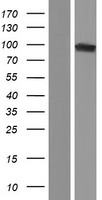 OGDHL Human Over-expression Lysates NM_001143997