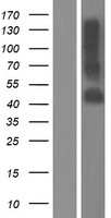 Transmembrane protein 30A (TMEM30A) Human Over-expression Lysates NM_018247