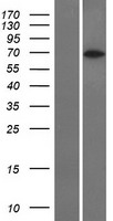 ls055758 rcor3 human over expression lysates nm 018254 wb testing 1