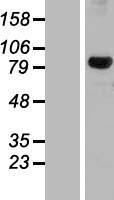 DHX32 Human Over-expression Lysates NM_018180