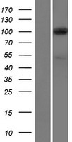 EXOC1 Human Over-expression Lysates NM_178237