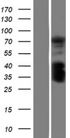 INAVA Human Over-expression Lysates NM_018265