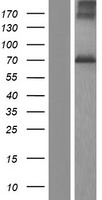 NGLY1 Human Over-expression Lysates NM_001145293