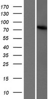 TBC1D23 Human Over-expression Lysates NM_018309