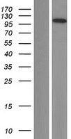ZNF839 Human Over-expression Lysates NM_018335