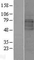 LMBRD1 Human Over-expression Lysates NM_018368