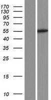 ls055789 depdc1b human over expression lysates nm 001145208 wb testing 1