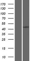 ls055795 pcid2 human over expression lysates nm 018386 wb testing 2