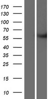 METTL2B Human Over-expression Lysates NM_018396