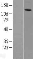 ls055799 cacna2d3 human over expression lysates nm 018398 wb testing 1