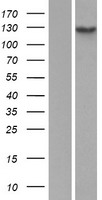 Hairless (HR) Human Over-expression Lysates NM_005144