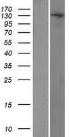 ls055809 trep132 trerf1 human over expression lysates nm 033502 wb testing 1