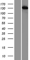 TIP120A (CAND1) Human Over-expression Lysates NM_018448
