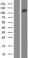 ls055833 ubap2 human over expression lysates nm 018449 wb testing 1