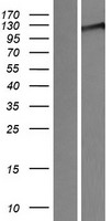 ls055841 wwc3 human over expression lysates nm 015691 wb testing 1