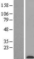 C3orf10 (BRK1) Human Over-expression Lysates NM_018462