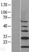 CISD1 Human Over-expression Lysates NM_018464