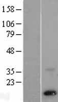 PEN2 (PSENEN) Human Over-expression Lysates NM_172341