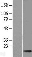 ls055856 them2 acot13 human over expression lysates nm 018473 wb testing 1