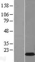BEX1 Human Over-expression Lysates NM_018476