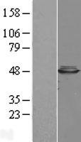 ls055871 cbwd1 human over expression lysates nm 018491 wb testing 1