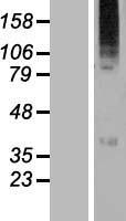 ls055884 wsb2 human over expression lysates nm 018639 wb testing 1
