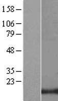 LIM domain only 3 (LMO3) Human Over-expression Lysates NM_001001395