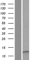 ls055891 lenep human over expression lysates nm 018655 wb testing 1
