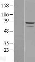 Myoneurin (MYNN) Human Over-expression Lysates NM_018657