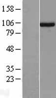 UNC45A Human Over-expression Lysates NM_001039675
