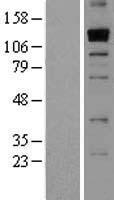 ls055901 thsd1 human over expression lysates nm 018676 wb testing 1